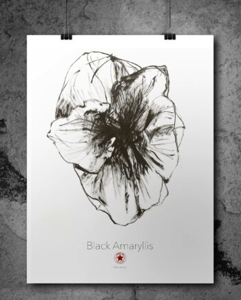 Black Amaryllis poster